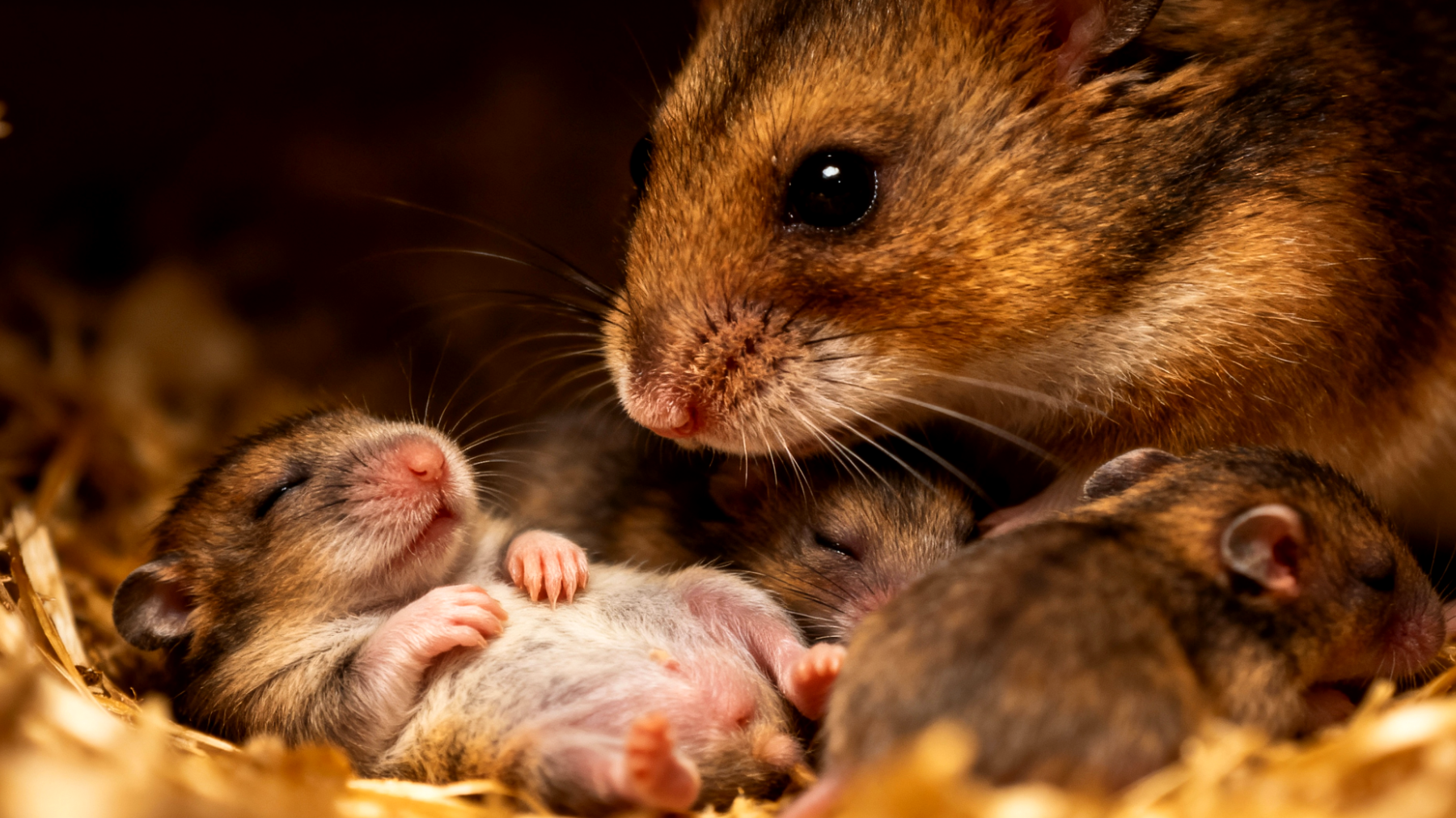Hamsterwelpen sind extrem anfällig für Temperaturschwankungen und können schnell an Unterkühlung oder Überhitzung sterben, da ihr Thermoregulationssystem noch nicht vollständig entwickelt ist"