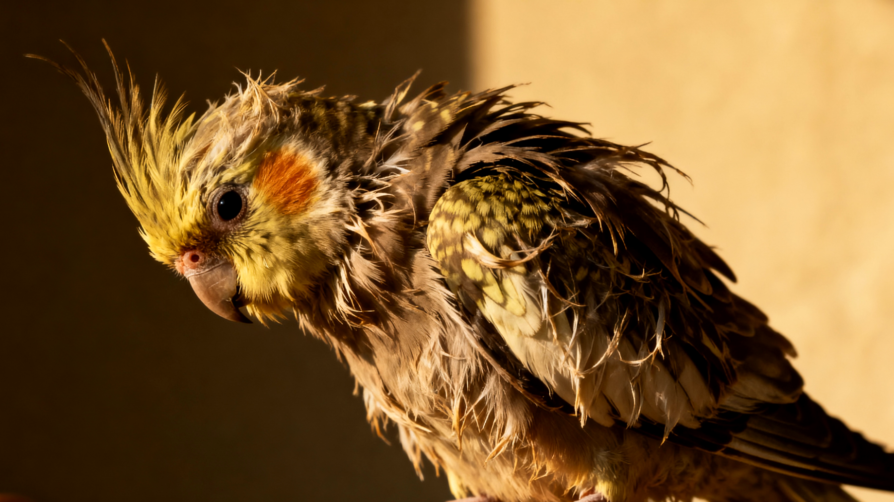 Junger Nymphensittich zeigt noch keine ausreichende Körperhygiene und benötigt Unterstützung bei der Gefiederpflege und beim Erlernen des selbstständigen Badens"